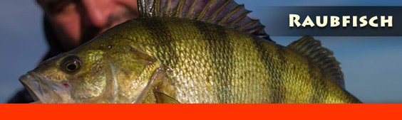 Raubfisch